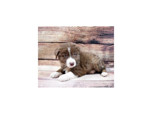 Australian Shepherd DOG Male Red 23048 Petland Las Vegas, Nevada