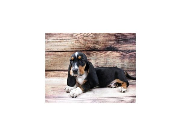 Basset Hound DOG Male Black Brown and White 23049 Petland Las Vegas, Nevada