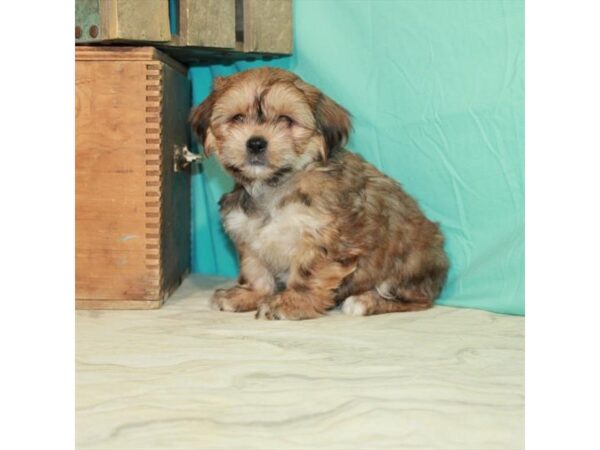 Shih Tzu/Yorkshire Terrier DOG Male Red Gold 23067 Petland Las Vegas, Nevada