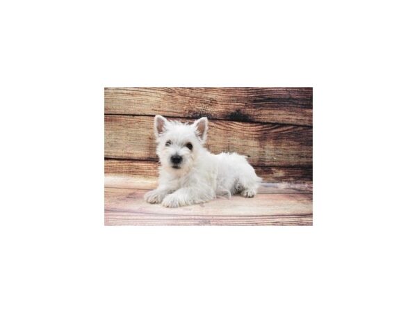 West Highland White Terrier DOG Female White 23087 Petland Las Vegas, Nevada