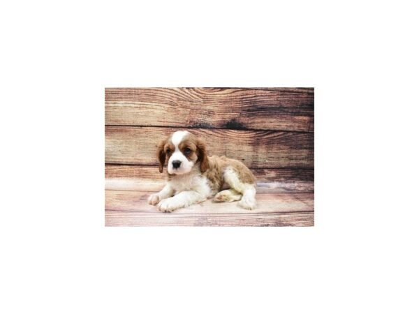 Cavalier King Charles Spaniel-DOG-Female-Blenheim-23084-Petland Las Vegas, Nevada