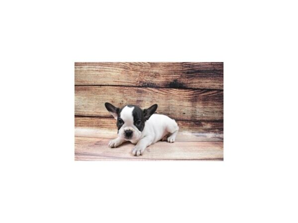 French Bulldog DOG Female Brindle and White 23092 Petland Las Vegas, Nevada