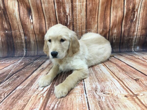 Golden Retriever DOG Female Golden 23113 Petland Las Vegas, Nevada