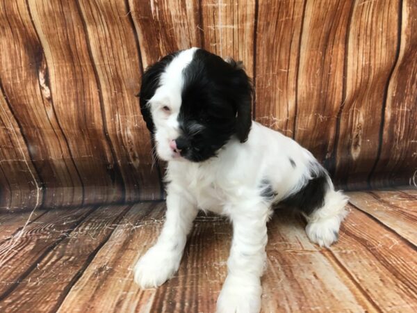 Cocker Spaniel DOG Male White / Blue 23095 Petland Las Vegas, Nevada