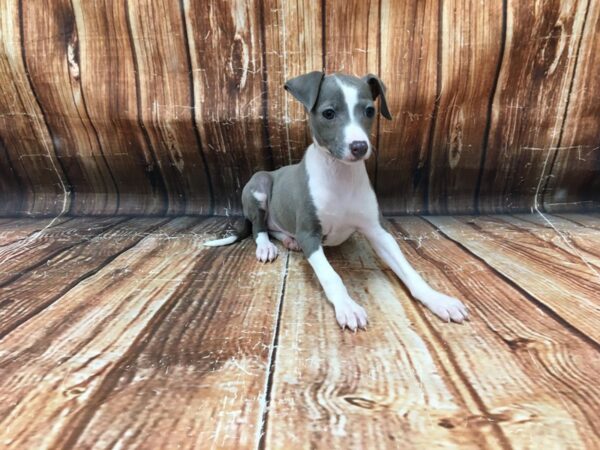 Italian Greyhound DOG Female Blue 23098 Petland Las Vegas, Nevada