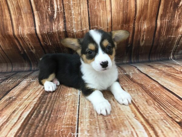 Pembroke Welsh Corgi DOG Female Black White / Tan 23099 Petland Las Vegas, Nevada