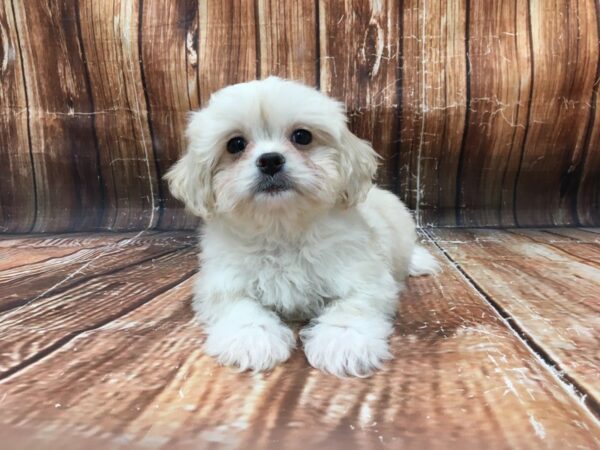 Pekingese/Poodle DOG Female Cream / White 23104 Petland Las Vegas, Nevada