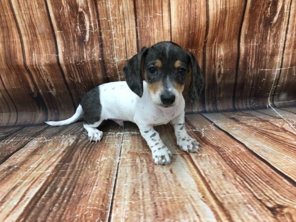 Dachshund DOG Male Black / Tan 23096 Petland Las Vegas, Nevada