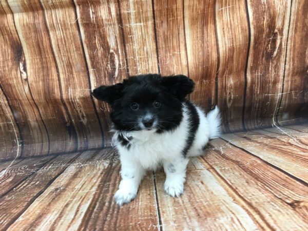 Mix-DOG-Male-Black-23106-Petland Las Vegas, Nevada