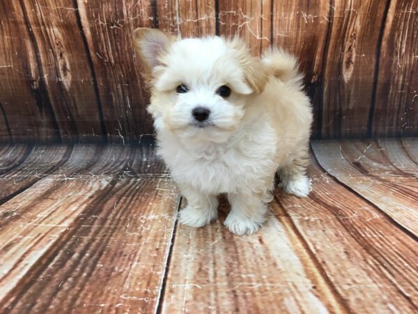 Chihuahua/Maltese DOG Male Apricot 23065 Petland Las Vegas, Nevada