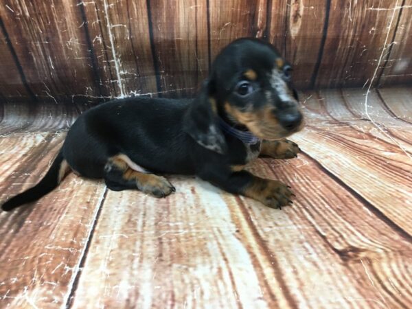 Dachshund DOG Male Black / Tan 23056 Petland Las Vegas, Nevada