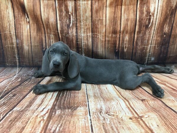 Weimaraner-DOG-Female-Blue-23060-Petland Las Vegas, Nevada