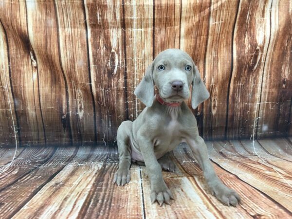 Weimaraner-DOG-Female-Silver Gray-23061-Petland Las Vegas, Nevada