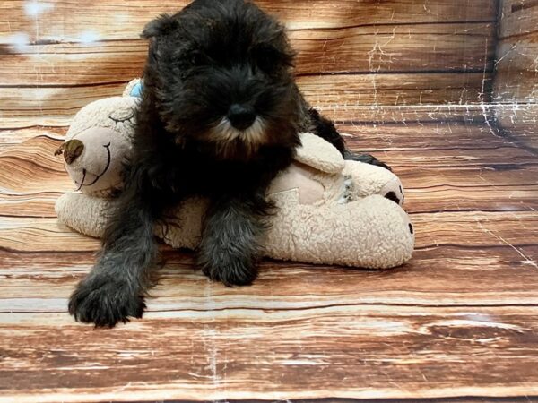 Miniature Schnauzer DOG Female Salt / Pepper 23064 Petland Las Vegas, Nevada