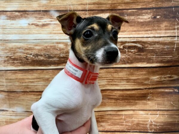 Jack Russell Terrier DOG Female White / Black 23063 Petland Las Vegas, Nevada