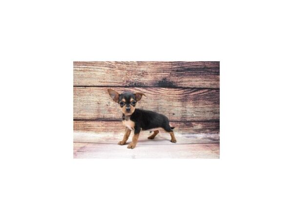 Chihuahua/Yorkshire Terrier-DOG-Male-Black and Tan-23114-Petland Las Vegas, Nevada