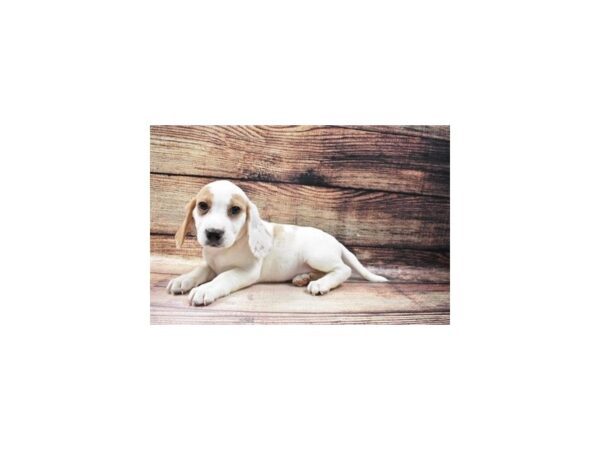 Beagle DOG Female Lemon and White 23122 Petland Las Vegas, Nevada