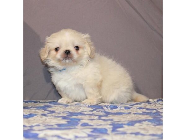 Pekingese DOG Male Cream 23134 Petland Las Vegas, Nevada