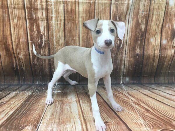 Italian Greyhound DOG Male Blue Fawn 23131 Petland Las Vegas, Nevada