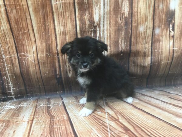 Australian Shepherd/Miniature Australian Shepherd DOG Male Black White / Tan 23126 Petland Las Vegas, Nevada