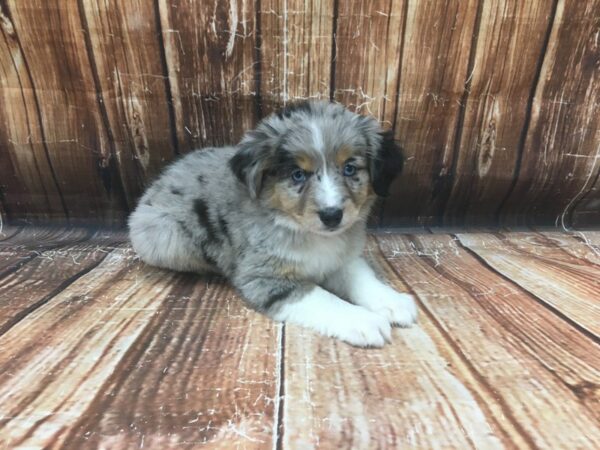 Australian Shepherd/Miniature Australian Shepherd DOG Female Blue Merle 23125 Petland Las Vegas, Nevada