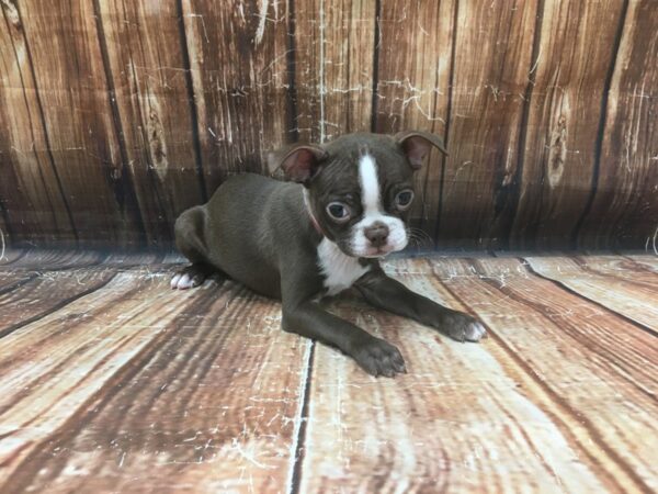 Boston Terrier DOG Female Seal / White 23129 Petland Las Vegas, Nevada