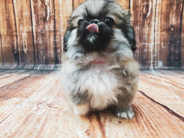 Pekingese DOG Female Fawn 23133 Petland Las Vegas, Nevada