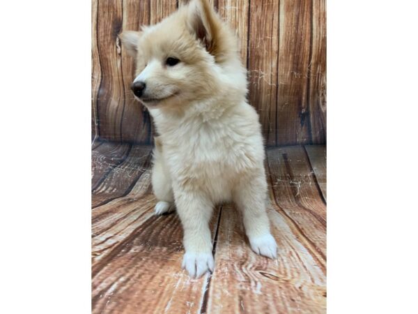 Pomeranian/Shiba Inu-DOG-Male-Cream-23105-Petland Las Vegas, Nevada