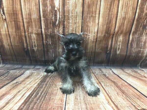 Miniature Schnauzer DOG Female Salt / Pepper 23132 Petland Las Vegas, Nevada