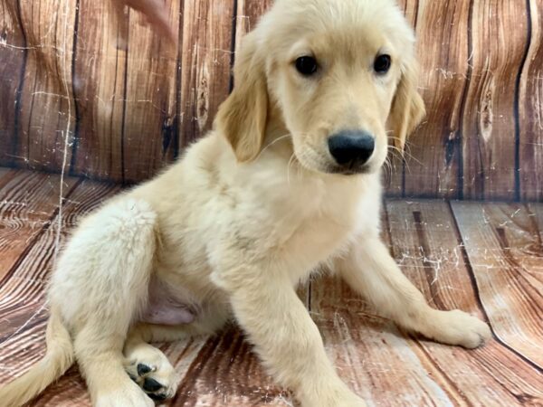 Golden Retriever DOG Male Golden 23024 Petland Las Vegas, Nevada