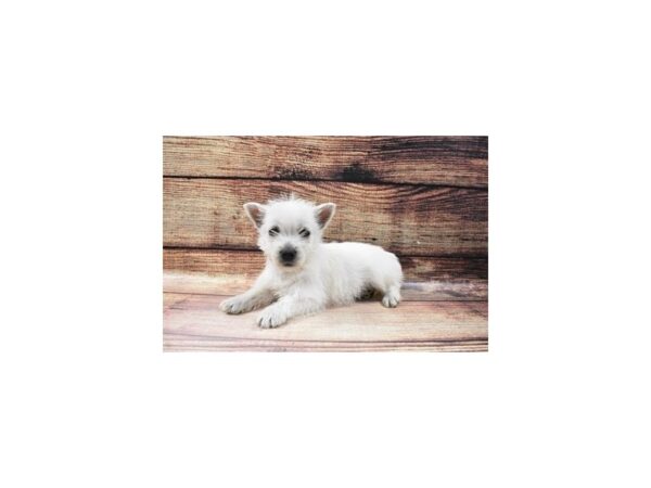 West Highland White Terrier DOG Female White 23144 Petland Las Vegas, Nevada