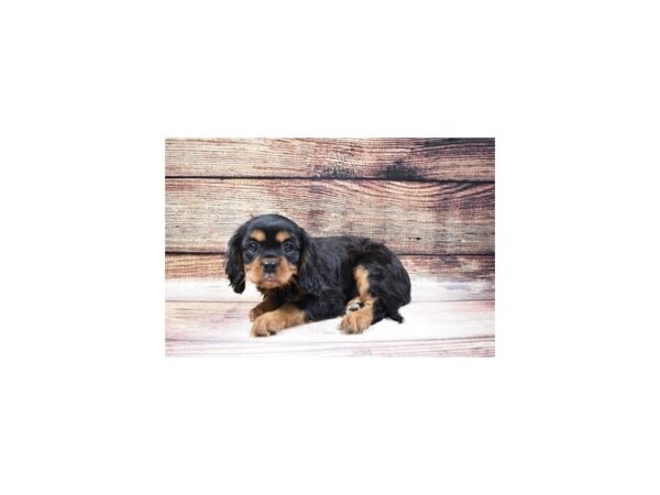 Cavalier King Charles Spaniel-DOG-Female-Black and Tan-23150-Petland Las Vegas, Nevada