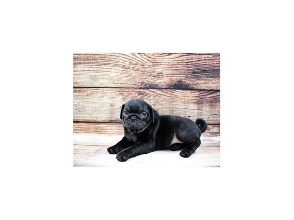 Pug DOG Male Black 23209 Petland Las Vegas, Nevada