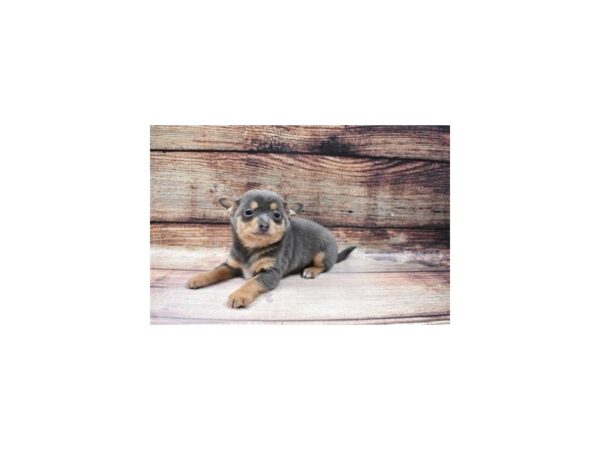 Chihuahua-DOG-Male-Blue and Tan-23151-Petland Las Vegas, Nevada