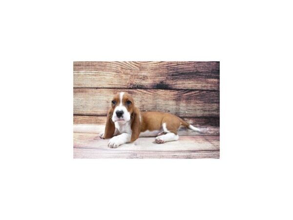 Basset Hound DOG Female Red and White 23148 Petland Las Vegas, Nevada