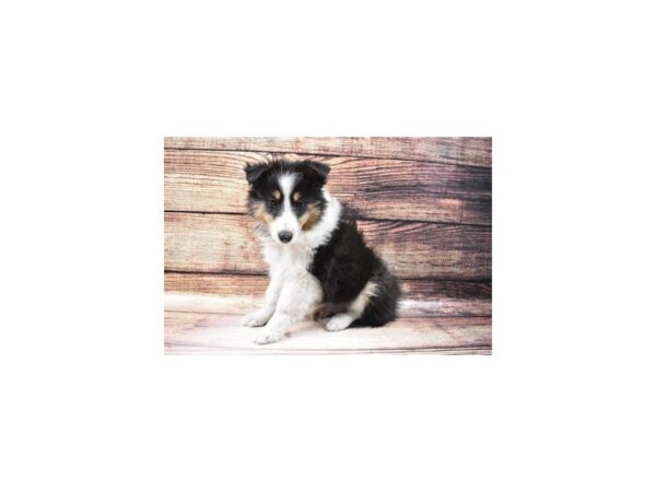 Shetland Sheepdog DOG Female Black White and Tan 23146 Petland Las Vegas, Nevada