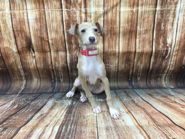 Italian Greyhound DOG Female Blue Fawn 23157 Petland Las Vegas, Nevada