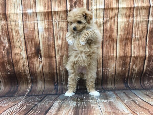 Pomeranian/Poodle-DOG-Female-Orange-23167-Petland Las Vegas, Nevada