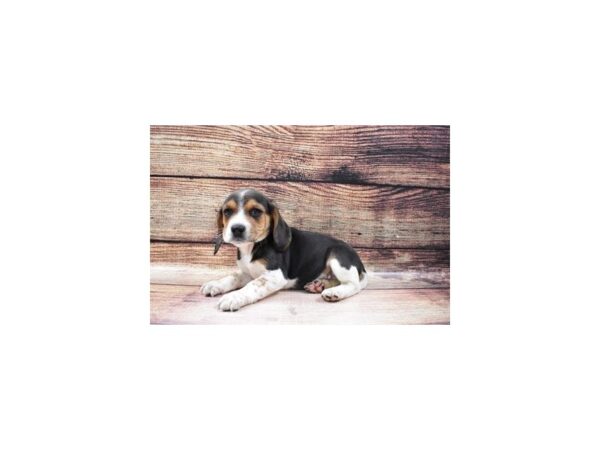 Beagle DOG Male Black White and Tan 23177 Petland Las Vegas, Nevada