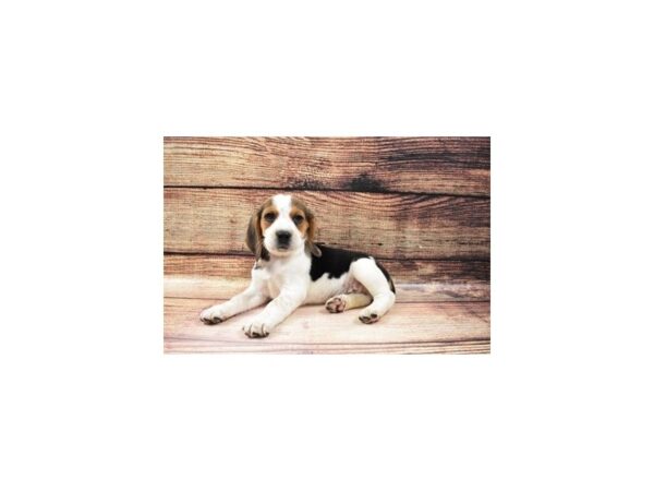 Beagle DOG Male Black White and Tan 23206 Petland Las Vegas, Nevada