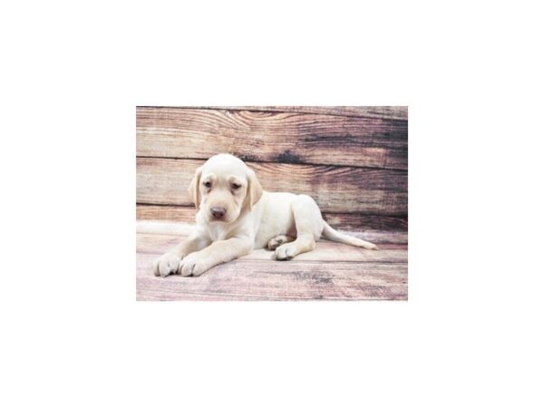 Labrador Retriever DOG Female Yellow 23184 Petland Las Vegas, Nevada