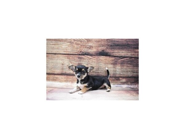 Chihuahua-DOG-Female-Black and Tan-23180-Petland Las Vegas, Nevada