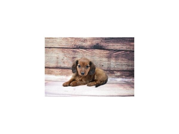 Dachshund DOG Male Red 23181 Petland Las Vegas, Nevada