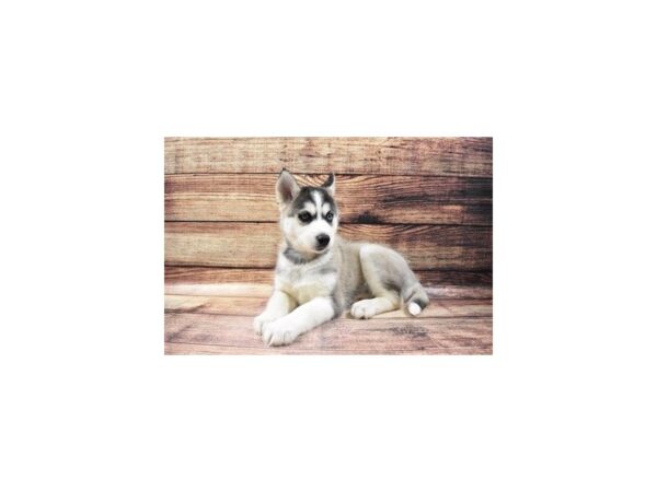 Siberian Husky DOG Male Grey and White 23188 Petland Las Vegas, Nevada