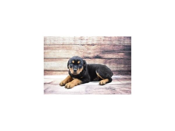 Rottweiler DOG Male Black and Mahogany 23186 Petland Las Vegas, Nevada