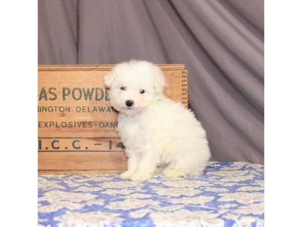 Bichon Frise DOG Male White 23190 Petland Las Vegas, Nevada