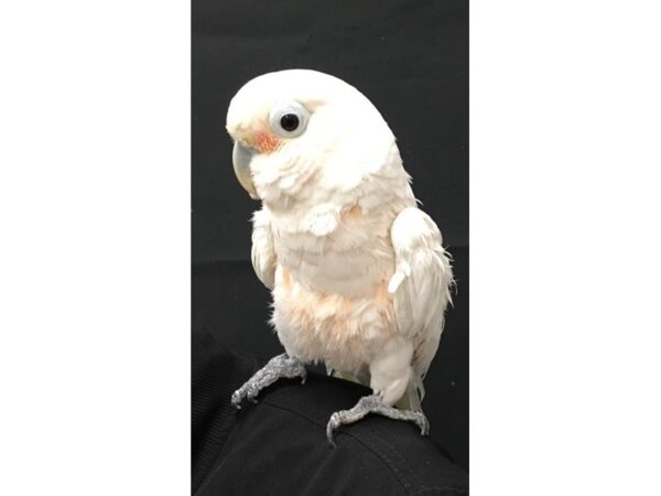 Goffin Cockatoo-BIRD-Female-White-23175-Petland Las Vegas, Nevada