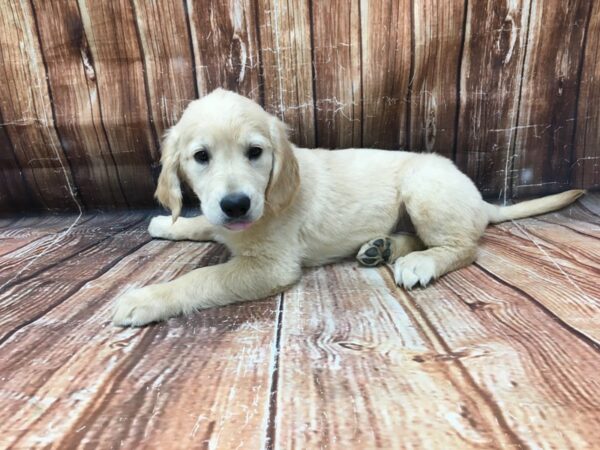 Golden Retriever DOG Female Golden 23202 Petland Las Vegas, Nevada