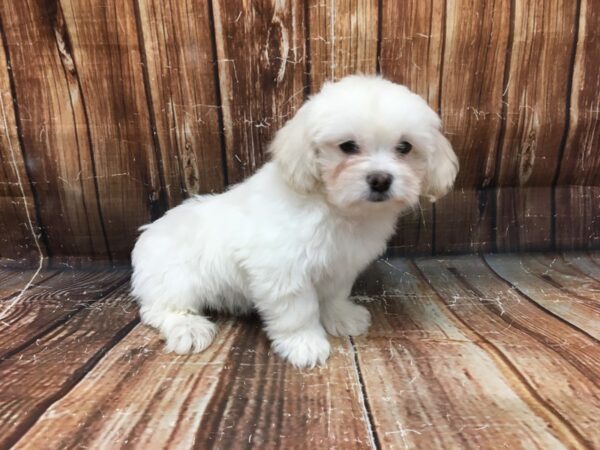 Pekingese/Poodle DOG Male Cream 23196 Petland Las Vegas, Nevada