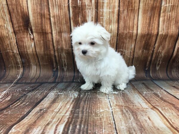 Maltese/Pomeranian-DOG-Male-Cream-23169-Petland Las Vegas, Nevada